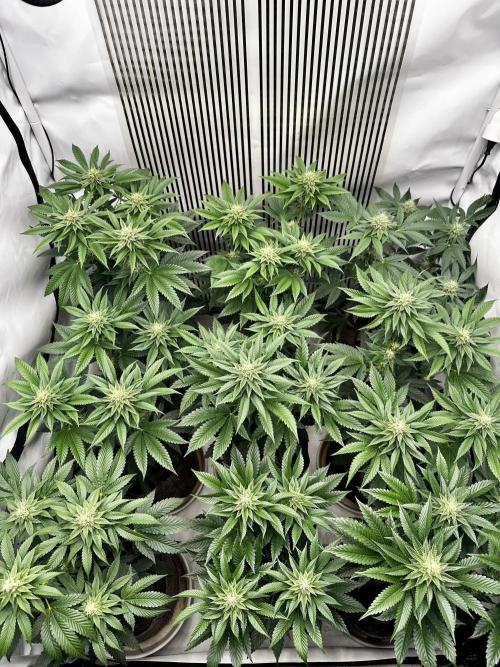 Skywalker kush Keeper Hunt LS Run #1. Week 10 - Flo Day 30