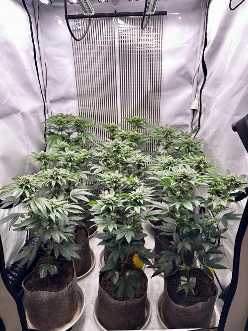 Skywalker kush Keeper Hunt LS Run #1. Week 10 - Flo Day 30