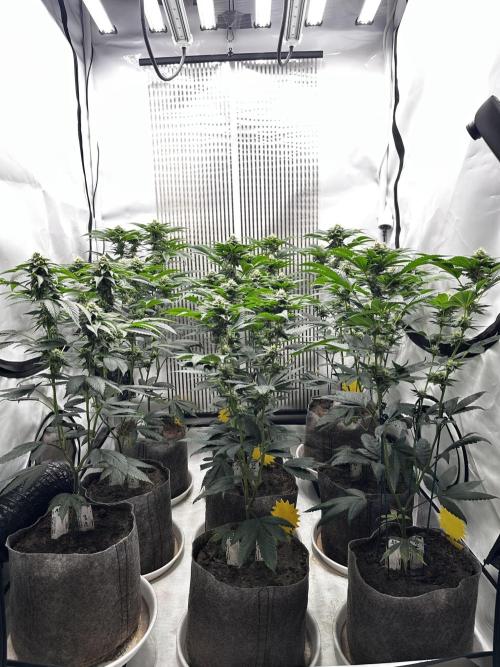 Skywalker kush Keeper Hunt LS Run #1. Week 10 - Flo Day 30