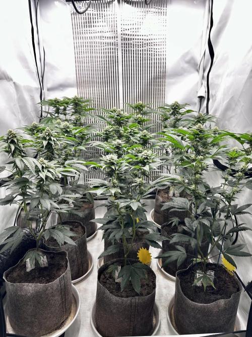 Skywalker kush Keeper Hunt LS Run #1. Week 10 - Flo Day 30