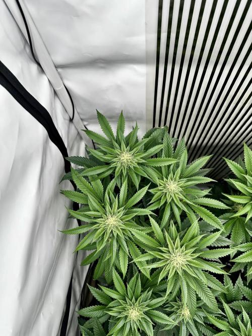 Skywalker kush Keeper Hunt LS Run #1. Week 10 - Flo Day 30 SK1
