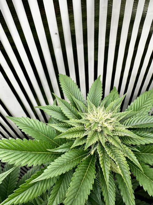 Skywalker kush Keeper Hunt LS Run #1. Week 10 - Flo Day 30 SK2