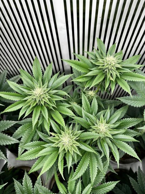 Skywalker kush Keeper Hunt LS Run #1. Week 10 - Flo Day 30 SK1