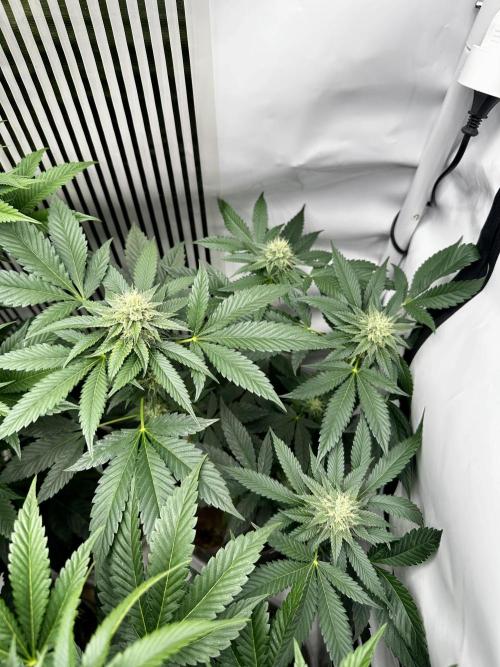 Skywalker kush Keeper Hunt LS Run #1. Week 10 - Flo Day 30 SK2
