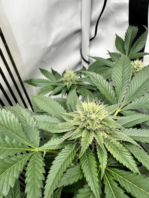 Skywalker kush Keeper Hunt LS Run #1. Week 10 - Flo Day 30 SK3