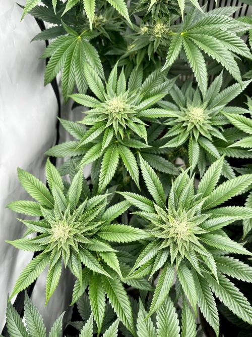 Skywalker kush Keeper Hunt LS Run #1. Week 10 - Flo Day 30 SK3