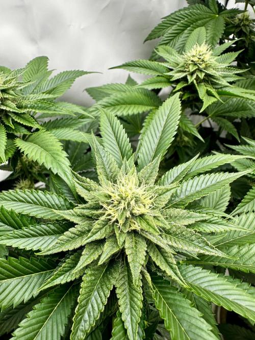 Skywalker kush Keeper Hunt LS Run #1. Week 10 - Flo Day 30 SK4