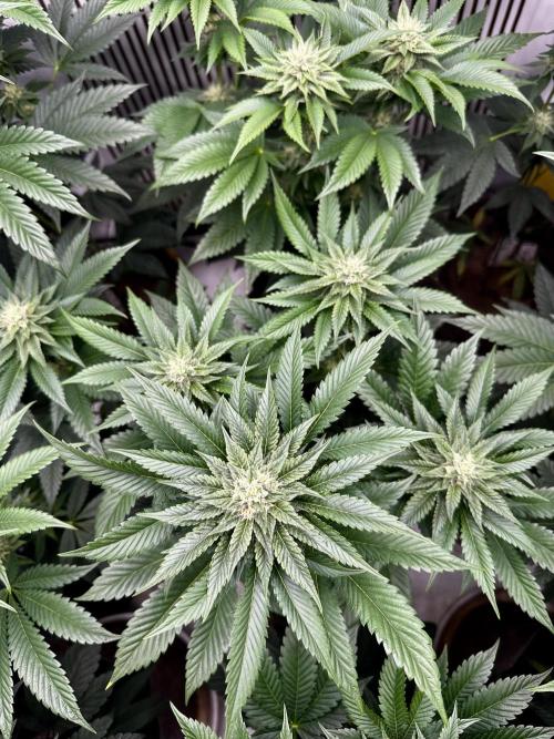 Skywalker kush Keeper Hunt LS Run #1. Week 10 - Flo Day 30 SK4