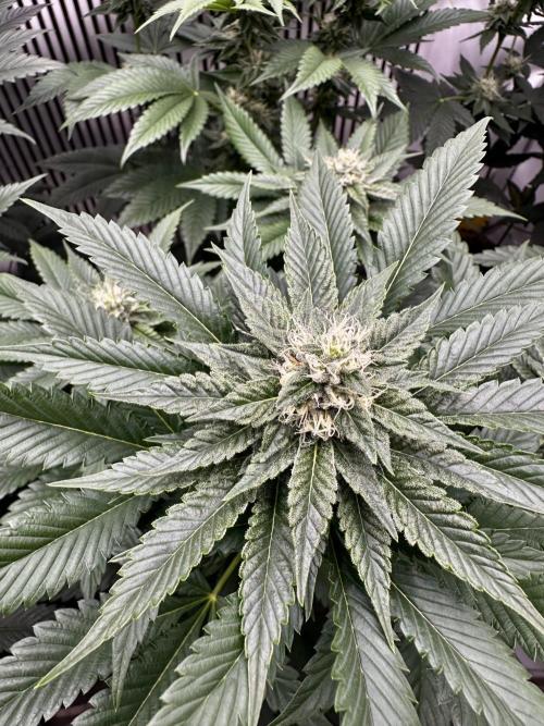 Skywalker kush Keeper Hunt LS Run #1. Week 10 - Flo Day 30 SK5