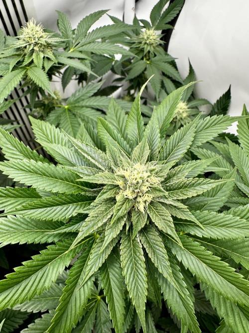 Skywalker kush Keeper Hunt LS Run #1. Week 10 - Flo Day 30 SK6