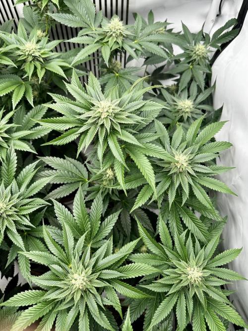 Skywalker kush Keeper Hunt LS Run #1. Week 10 - Flo Day 30 SK5