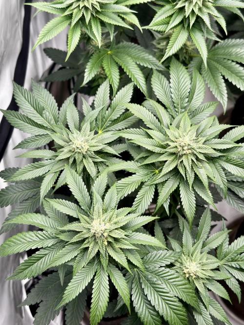 Skywalker kush Keeper Hunt LS Run #1. Week 10 - Flo Day 30 SK6