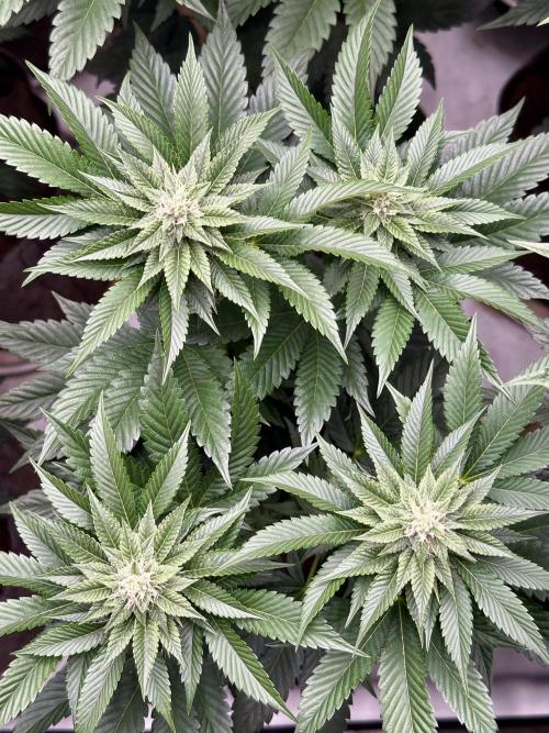 Skywalker kush Keeper Hunt LS Run #1. Week 10 - Flo Day 30 SK7