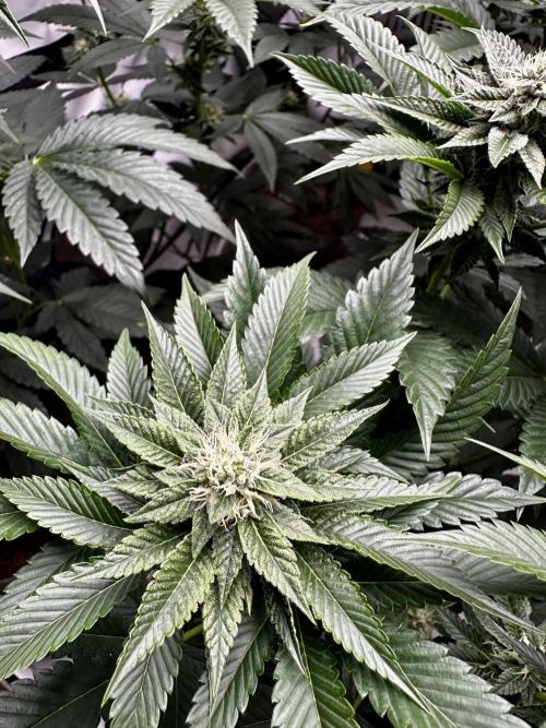 Skywalker kush Keeper Hunt LS Run #1. Week 10 - Flo Day 30 SK8