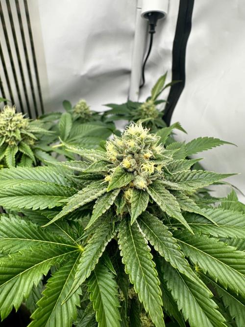 Skywalker kush Keeper Hunt LS Run #1. Week 11 - Flo Day 36 SK5