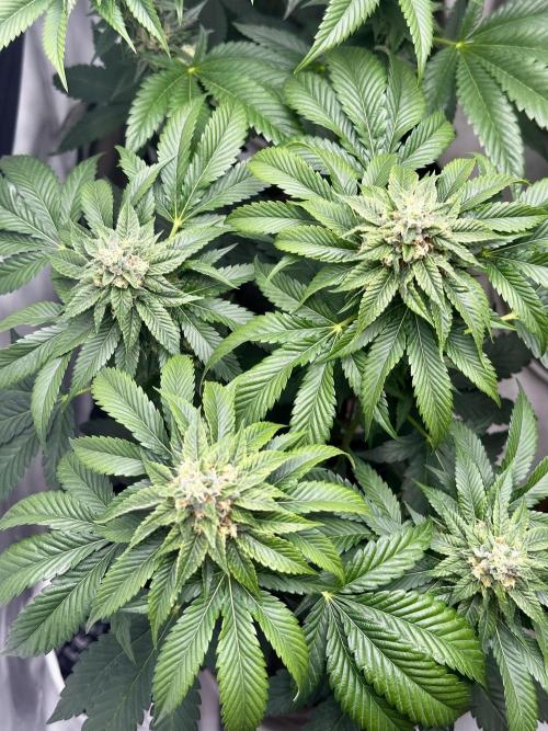 Skywalker kush Keeper Hunt LS Run #1. Week 11 - Flo Day 36 SK4