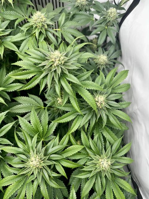 Skywalker kush Keeper Hunt LS Run #1. Week 11 - Flo Day 36 SK5
