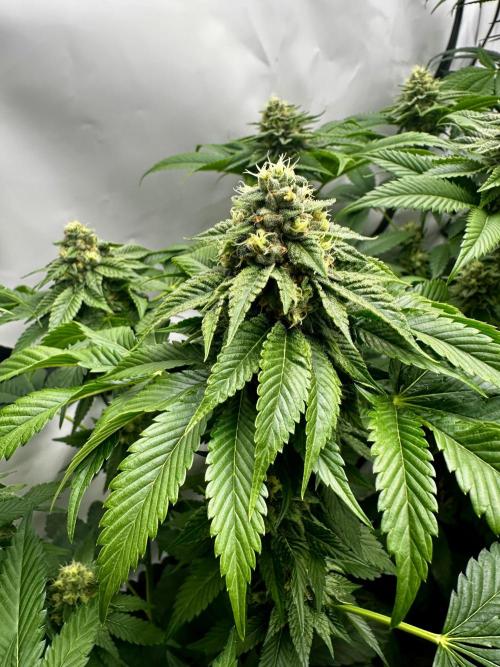 Skywalker kush Keeper Hunt LS Run #1. Week 11 - Flo Day 36 SK4