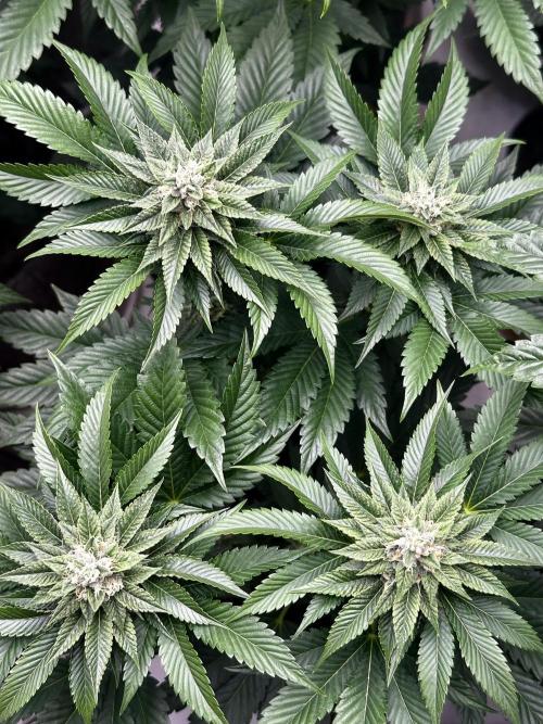 Skywalker kush Keeper Hunt LS Run #1. Week 11 - Flo Day 36 SK6