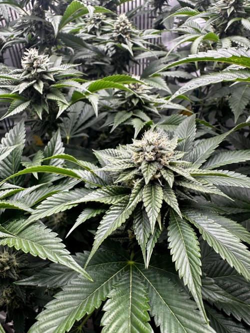 Skywalker kush Keeper Hunt LS Run #1. Week 11 - Flo Day 36 SK6