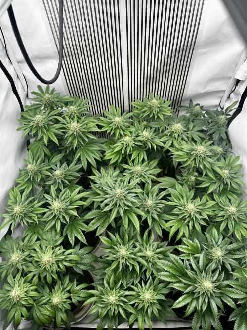 Skywalker kush Keeper Hunt LS Run #1. Week 11 - Flo Day 36