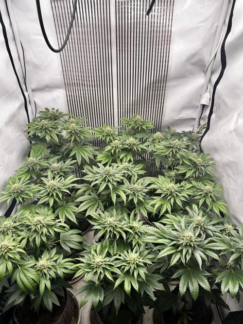 Skywalker kush Keeper Hunt LS Run #1. Week 11 - Flo Day 36