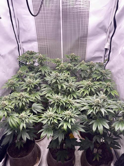 Skywalker kush Keeper Hunt LS Run #1. Week 11 - Flo Day 36