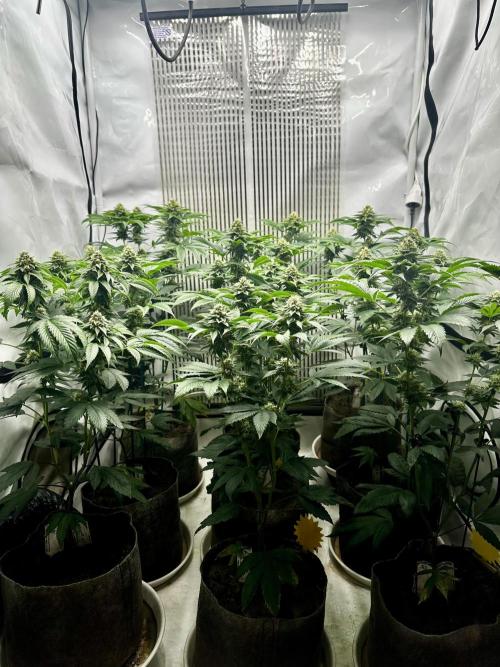 Skywalker kush Keeper Hunt LS Run #1. Week 11 - Flo Day 36