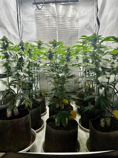 Skywalker kush Keeper Hunt LS Run #1. Week 11 - Flo Day 36