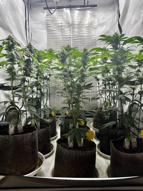 Skywalker kush Keeper Hunt LS Run #1. Week 11 - Flo Day 36