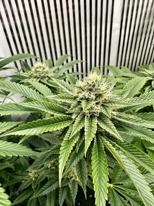 Skywalker kush Keeper Hunt LS Run #1. Week 11 - Flo Day 36 SK1