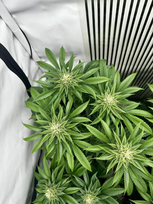 Skywalker kush Keeper Hunt LS Run #1. Week 11 - Flo Day 36 SK1