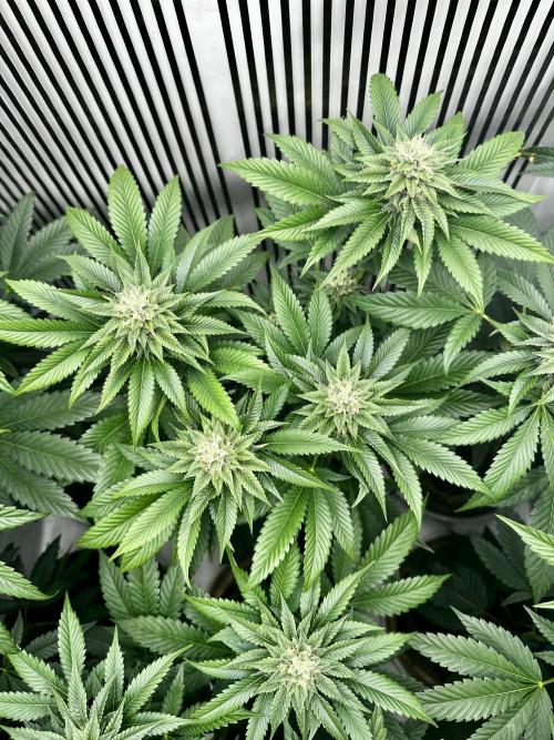 Skywalker kush Keeper Hunt LS Run #1. Week 11 - Flo Day 36 SK2