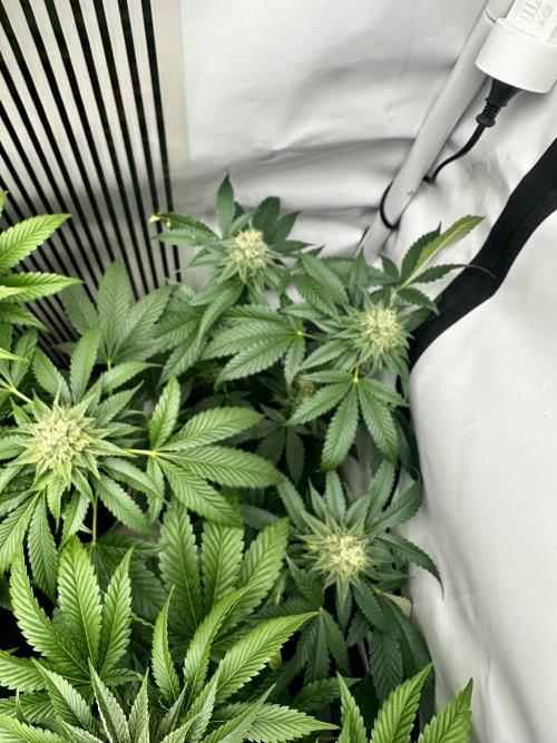 Skywalker kush Keeper Hunt LS Run #1. Week 11 - Flo Day 36 SK3