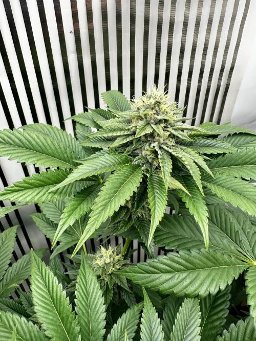 Skywalker kush Keeper Hunt LS Run #1. Week 11 - Flo Day 36 SK2
