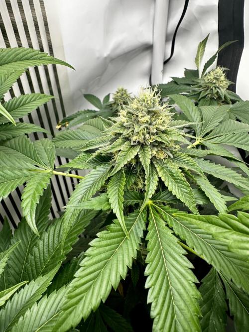 Skywalker kush Keeper Hunt LS Run #1. Week 11 - Flo Day 36 SK3