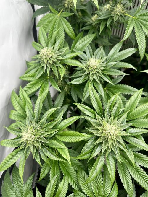 Skywalker kush Keeper Hunt LS Run #1. Week 11 - Flo Day 36 SK7
