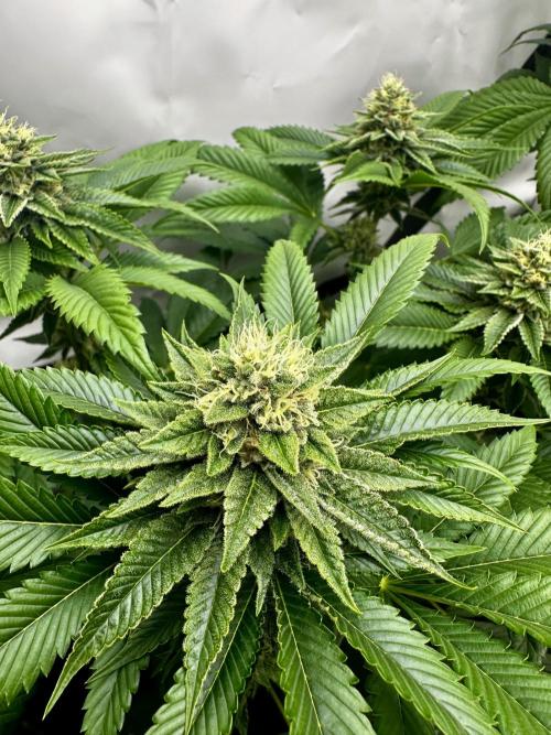 Skywalker kush Keeper Hunt LS Run #1. Week 11 - Flo Day 36 SK7