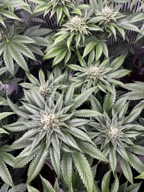 Skywalker kush Keeper Hunt LS Run #1. Week 11 - Flo Day 36 SK8