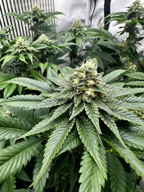 Skywalker kush Keeper Hunt LS Run #1. Week 11 - Flo Day 36 SK8