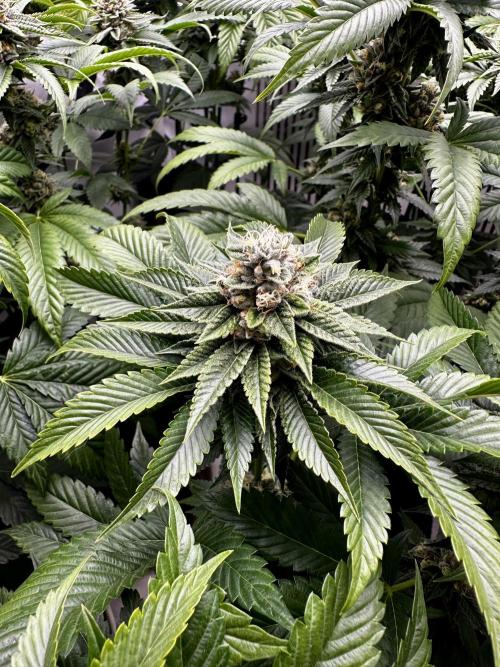 Skywalker Kush. Week 12