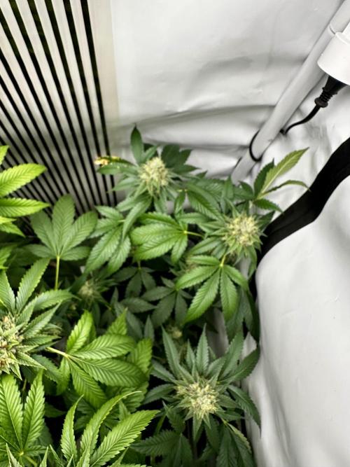 Skywalker kush Keeper Hunt LS Run #1. Week 12 - Flo Day 44 SK3