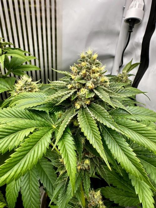 Skywalker kush Keeper Hunt LS Run #1. Week 12 - Flo Day 44 SK6