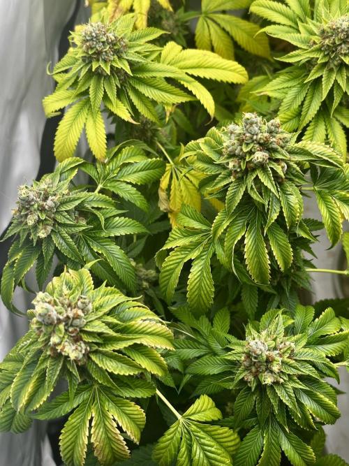 Skywalker kush Keeper Hunt LS Run #1. Week 14 - Flo Day 58 SK8