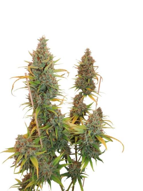 Amnesia CloneOnly LS DryAmend Run #1. Week 15