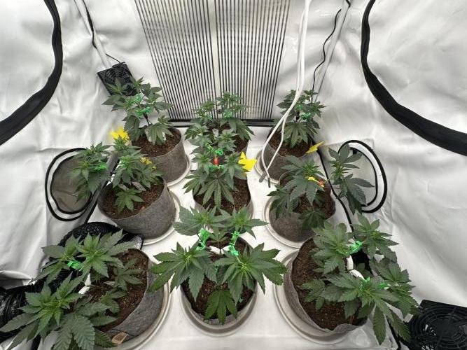 Henni Qolada Keeper Hunt LS Run #1. Week 5 - Veg Day 29