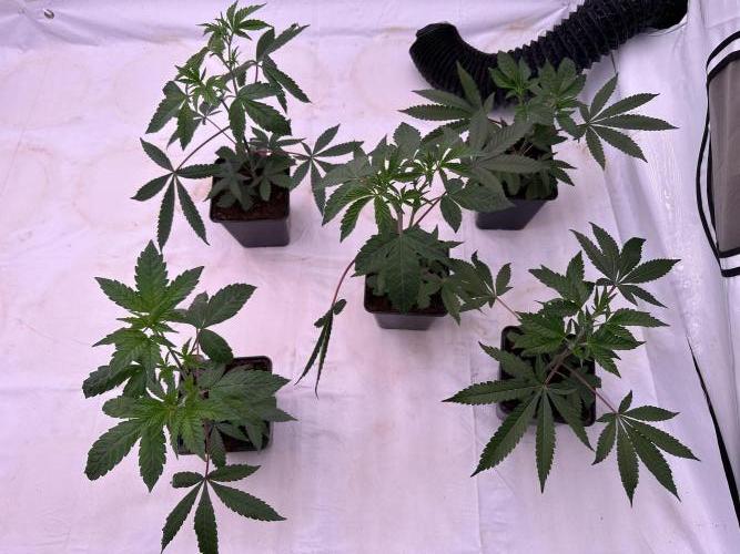 Blue Honey Keeper Hunt LS Run #1. Week 3 - VEG Day 20 Before Topping