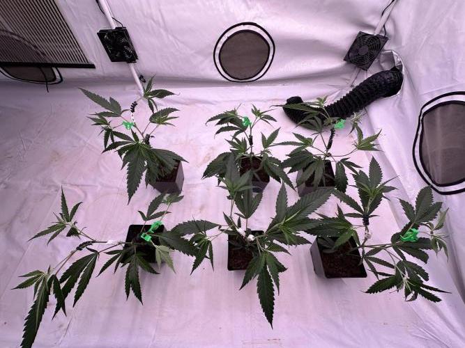 Amnesia CloneOnly LS DryAmend Run #1. Week 4 -  VEG Day 25 Before Topping
