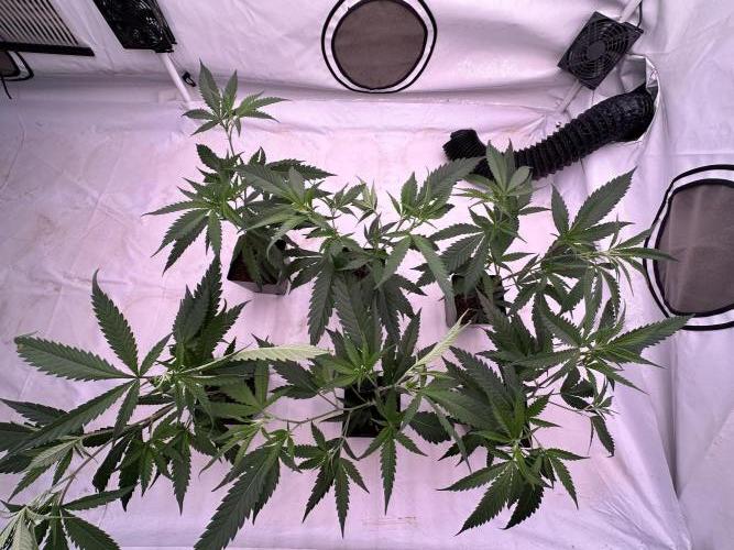 Amnesia CloneOnly LS DryAmend Run #1. Week 4 - VEG Day 25 Before Topping