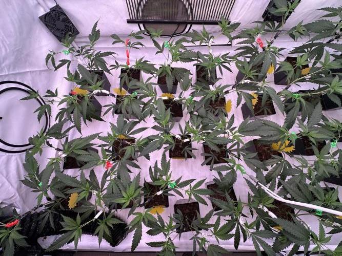 Amnesia CloneOnly LS DryAmend Run #1. Week 4 -  VEG Day 25 After Topping